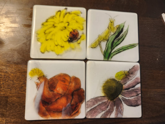 Insect Coasters